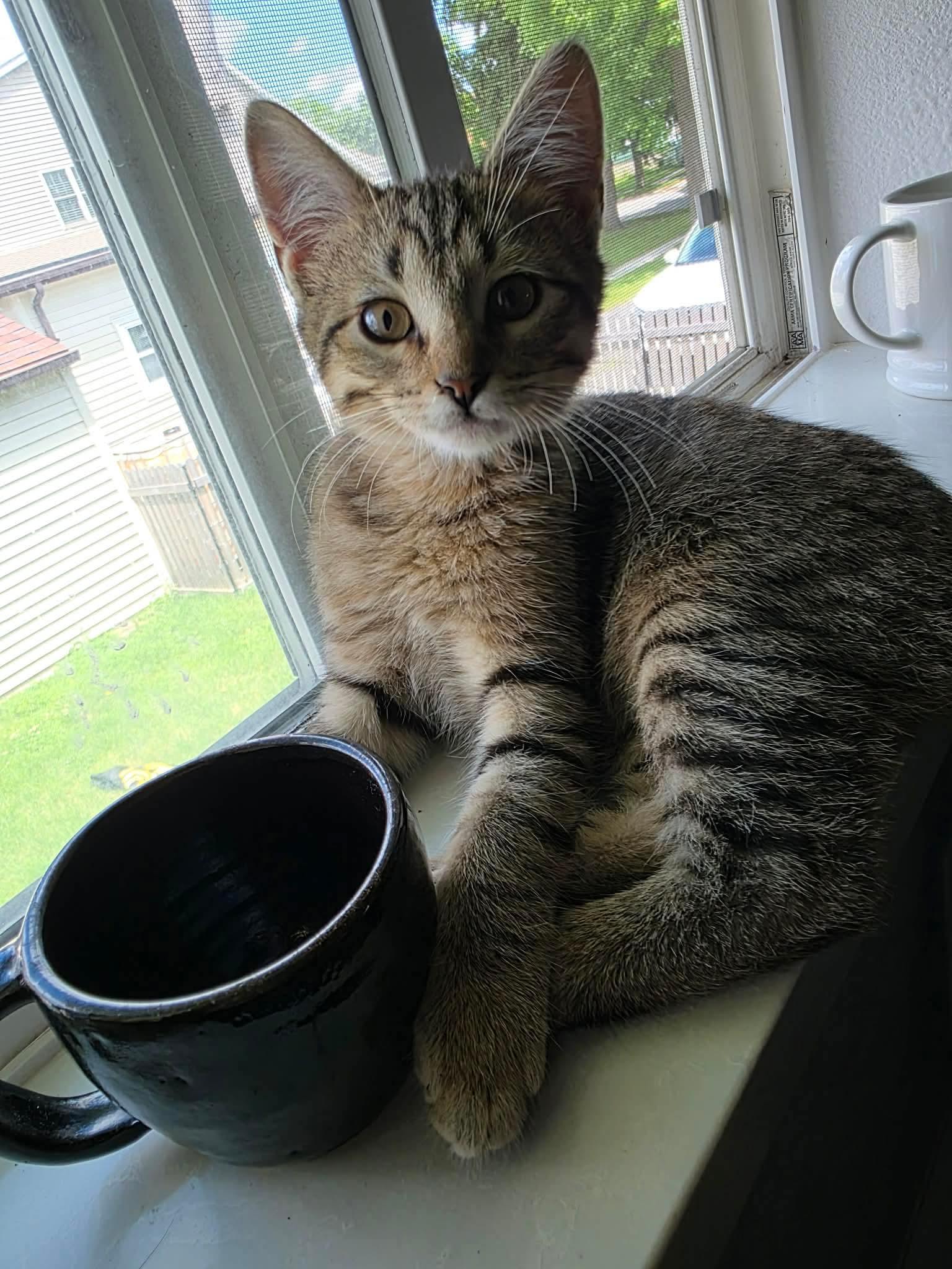 Finn - Sweet and affectionate, a Adoptable Domestic Short Hair in Hales Corners, WI image 2/6