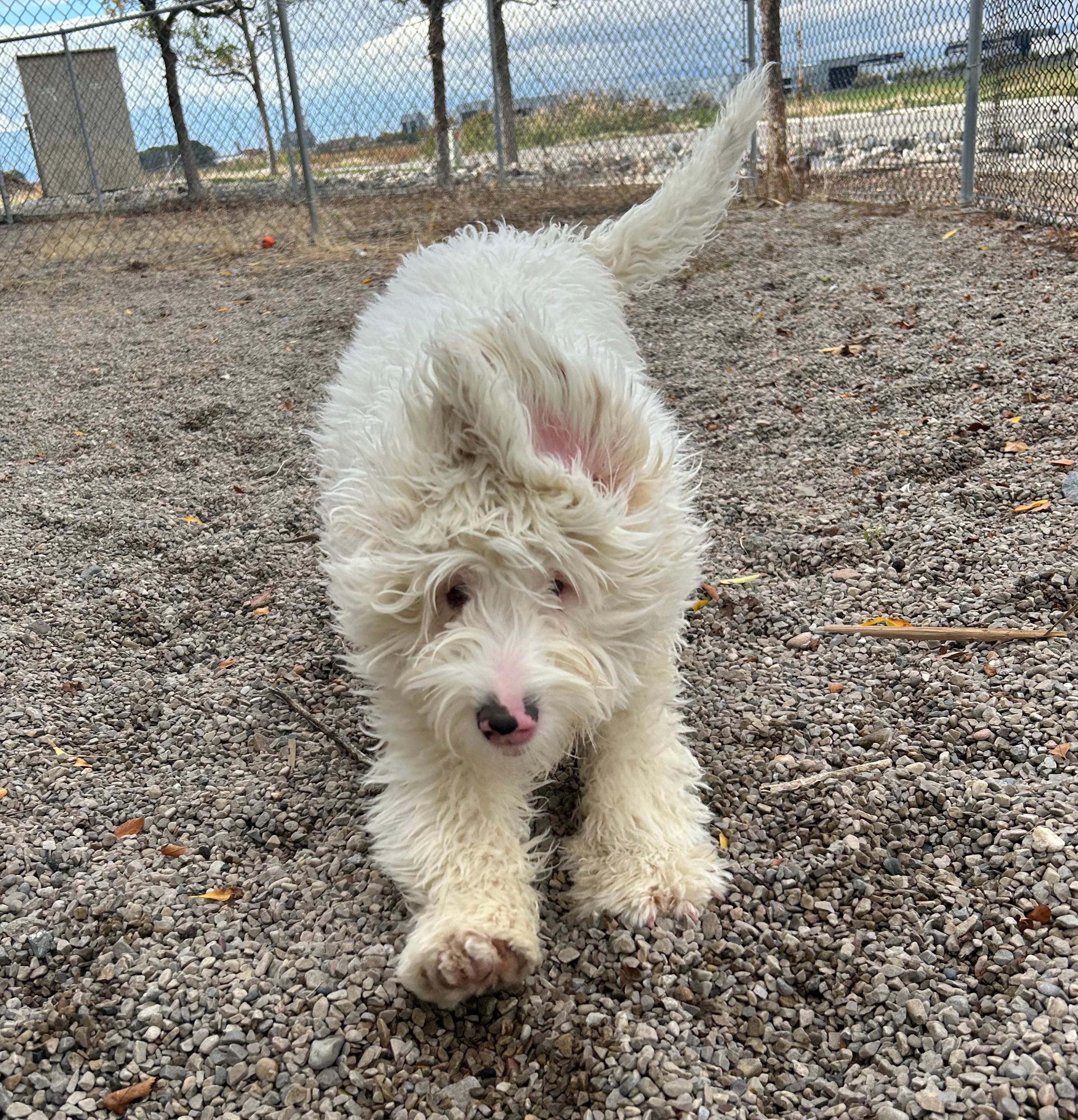 Enlarge Casper, a Adopted mixed breed in Lindon, UT image 3/5