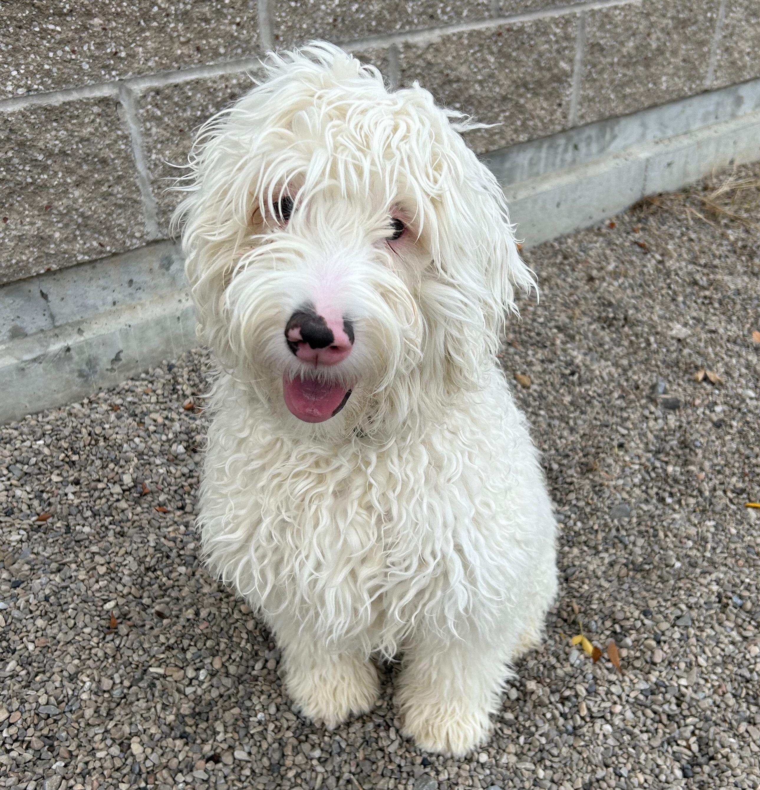 Enlarge Casper, a Adopted mixed breed in Lindon, UT image 4/5