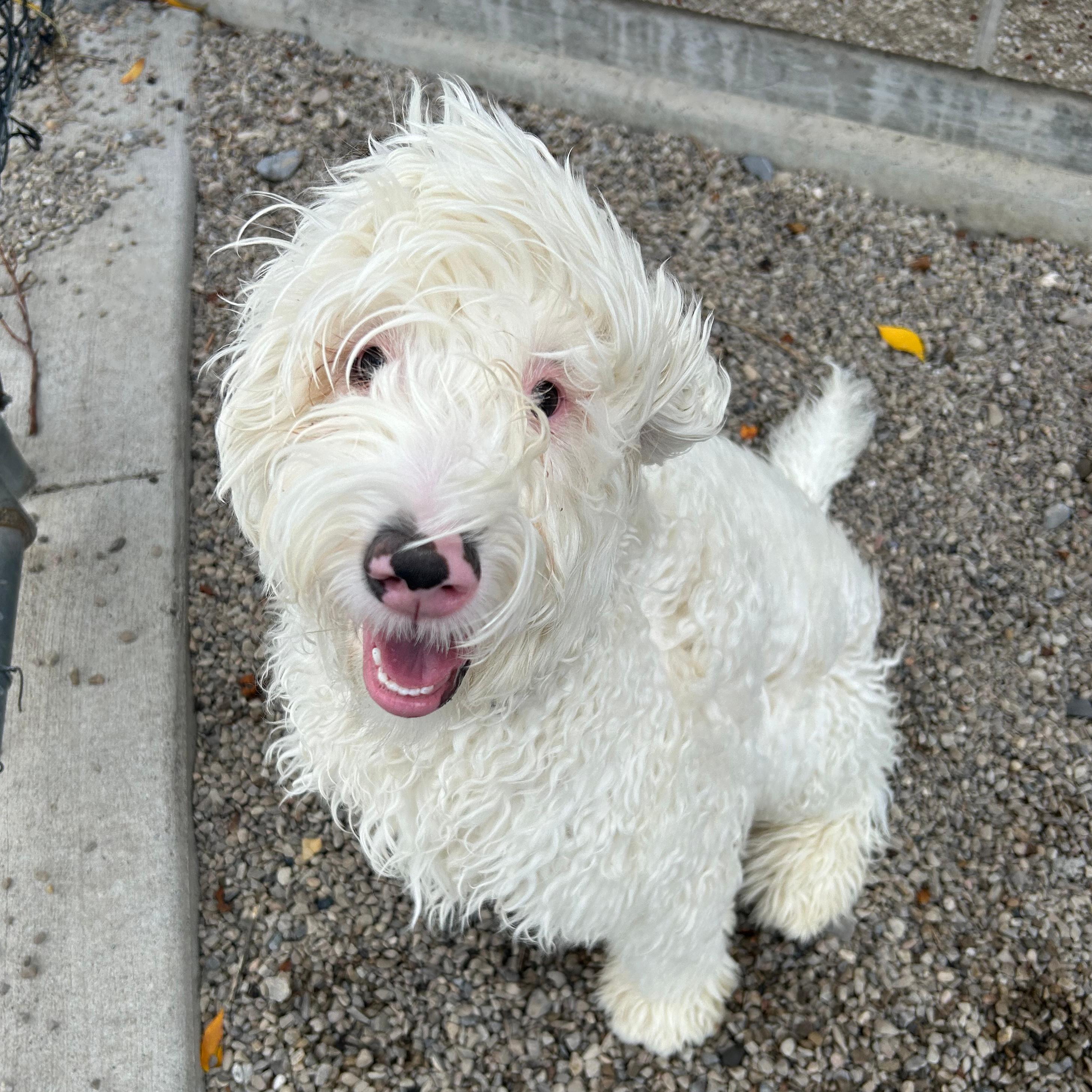 Enlarge Casper, a Adopted mixed breed in Lindon, UT image 1/5