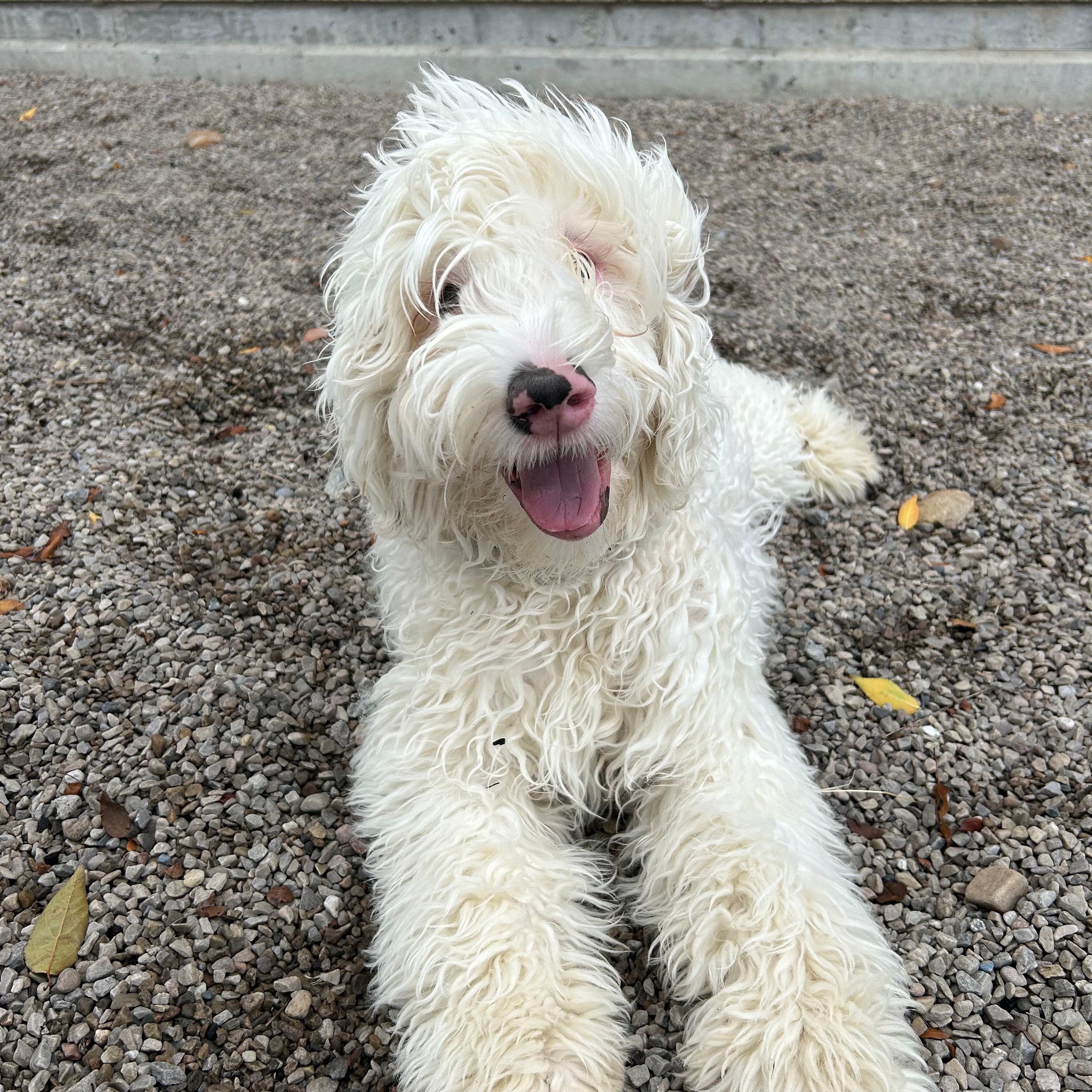 Enlarge Casper, a Adopted mixed breed in Lindon, UT image 5/5