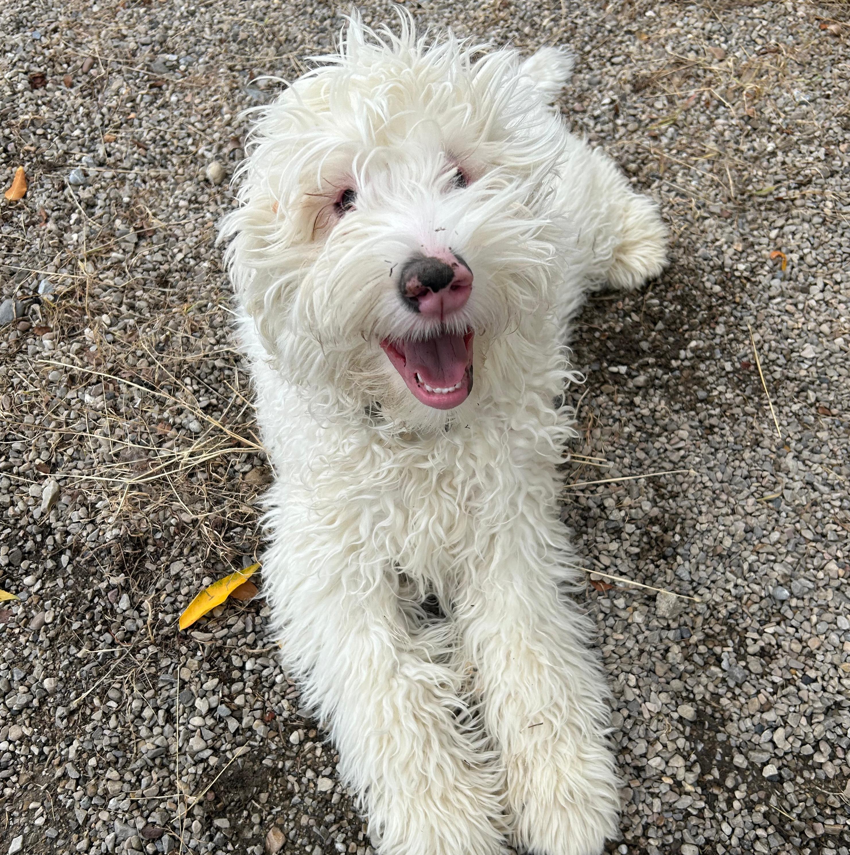 Enlarge Casper, a Adopted mixed breed in Lindon, UT image 2/5