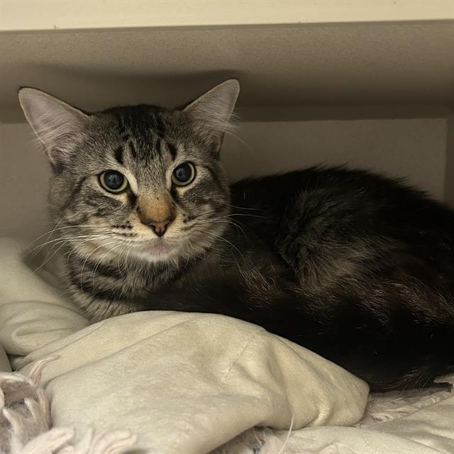 AZAZEL, Adoptable, Young Male Domestic Long Hair.