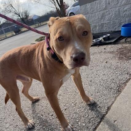 Ranger, Adoptable, Young Male Mixed Breed.