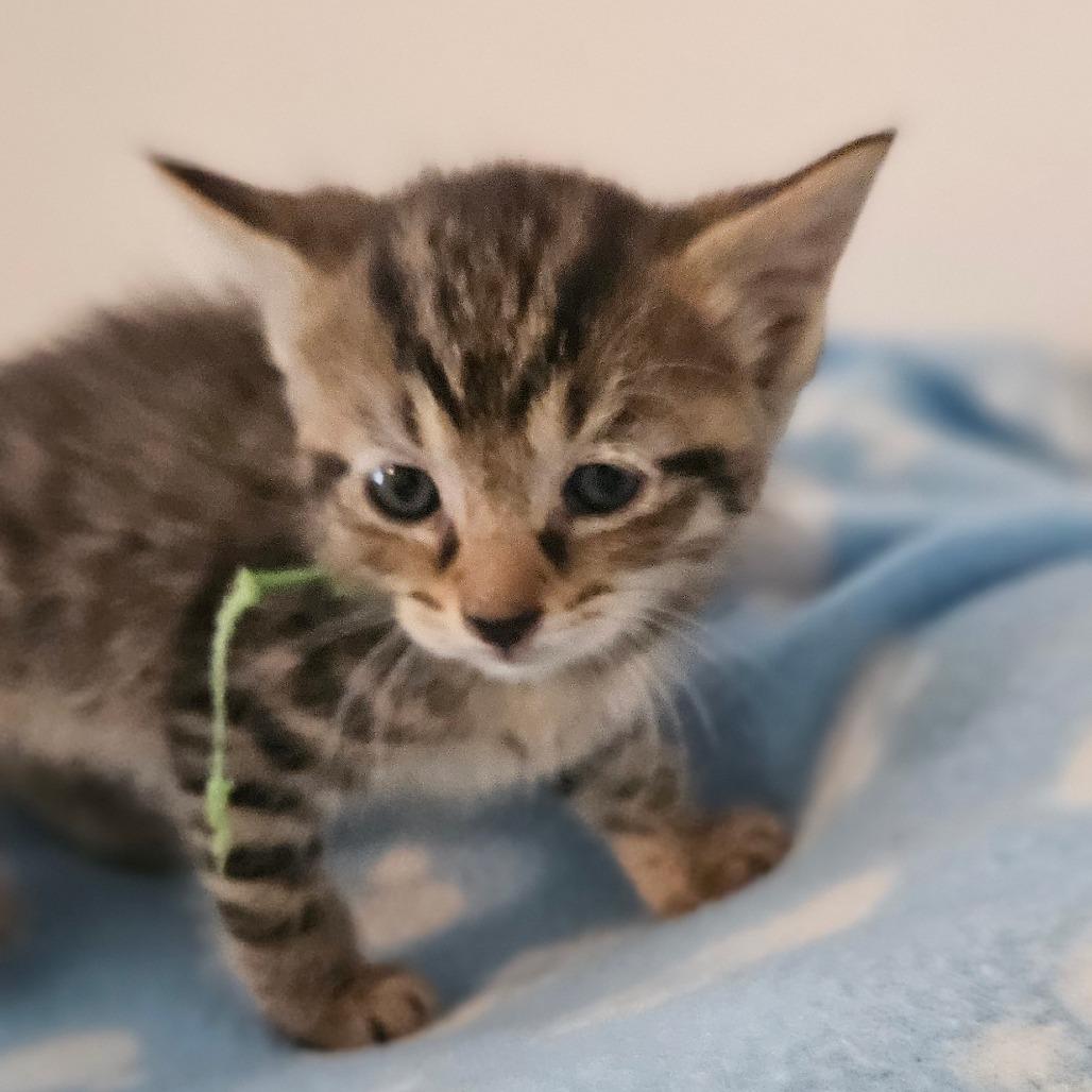 Willie (Tan Collar), Adoptable, Kitten Male Domestic Short Hair.