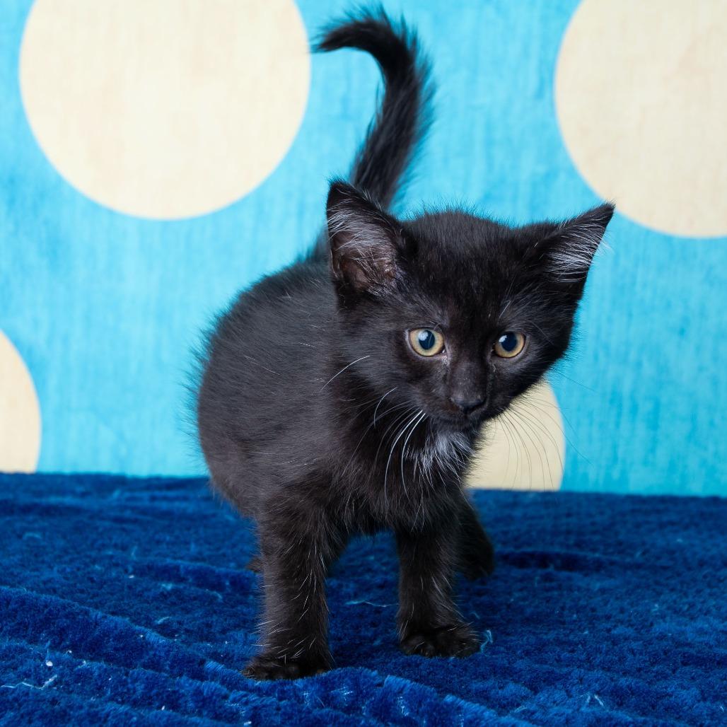 South High, Adoptable, Kitten Female Domestic Short Hair.