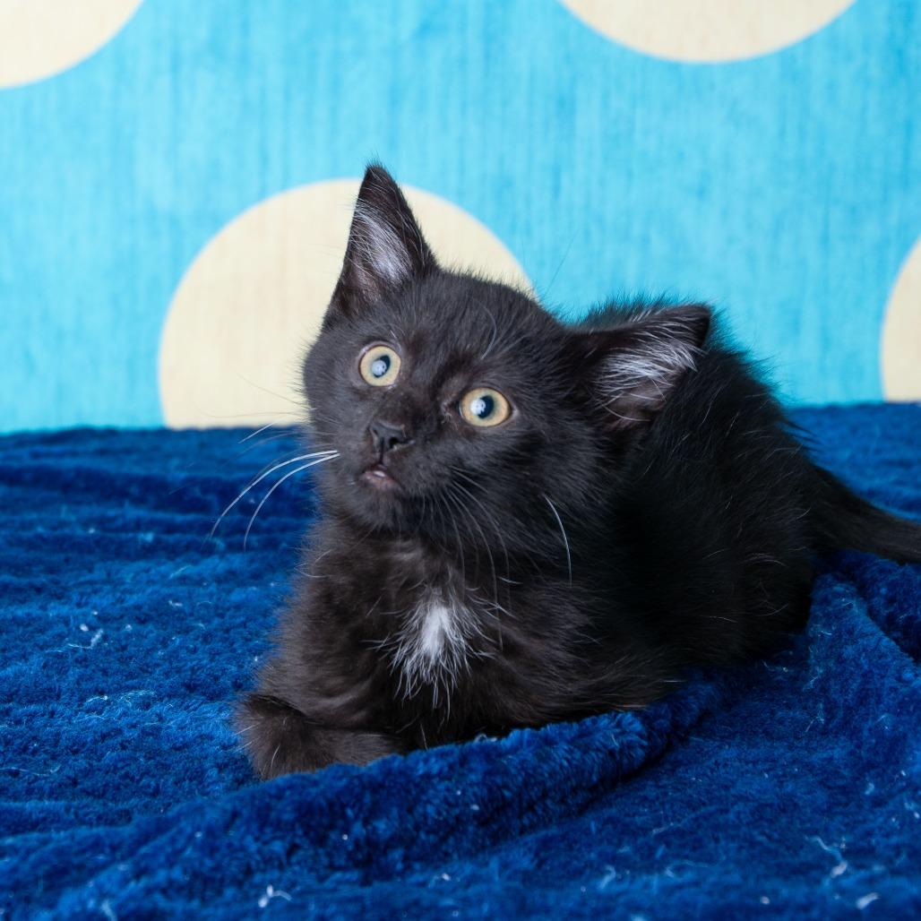 Enlarge South High, a Adoptable Domestic Short Hair in St. Paul, MN image 2/6