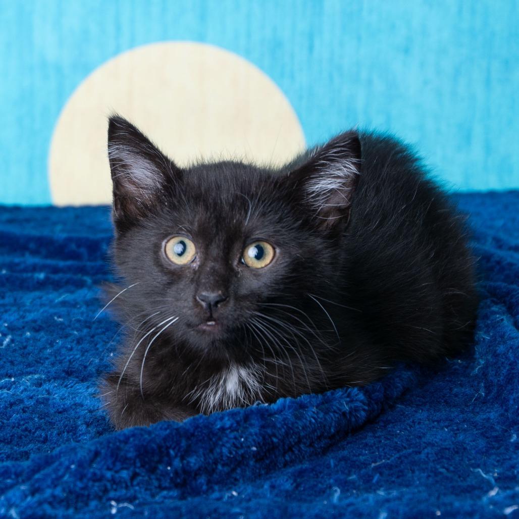 Enlarge South High, a Adoptable Domestic Short Hair in St. Paul, MN image 3/6