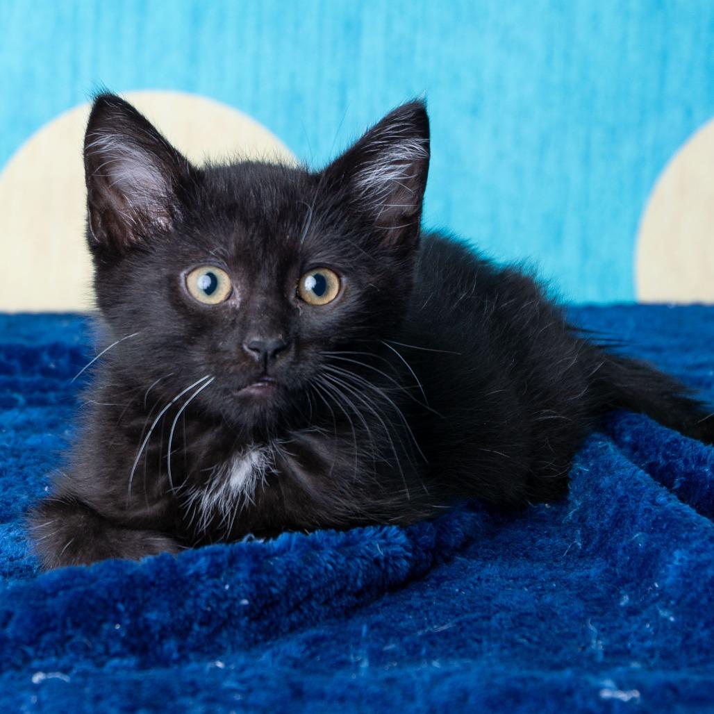 Enlarge South High, a Adoptable Domestic Short Hair in St. Paul, MN image 4/6