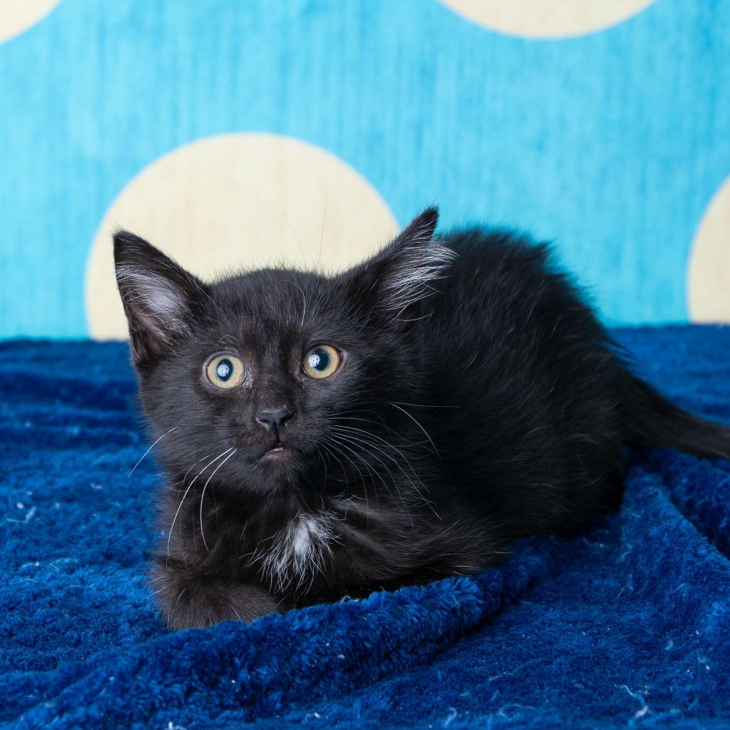 Enlarge South High, a Adoptable Domestic Short Hair in St. Paul, MN image 5/6