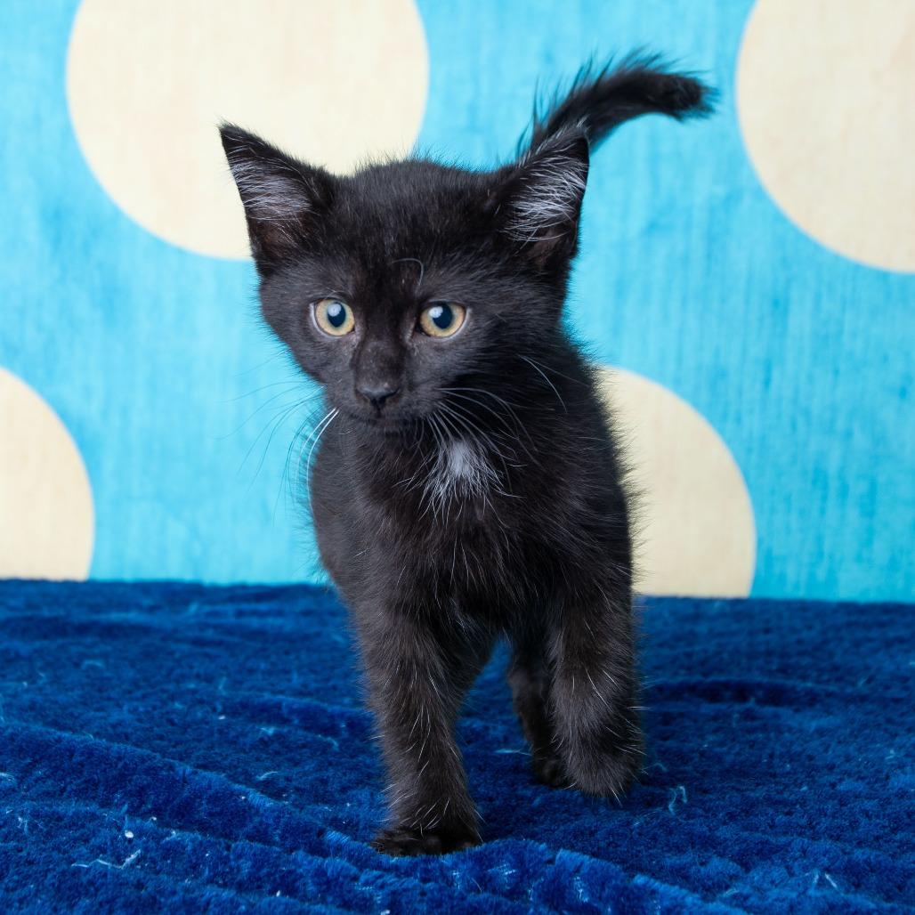 Enlarge South High, a Adoptable Domestic Short Hair in St. Paul, MN image 6/6