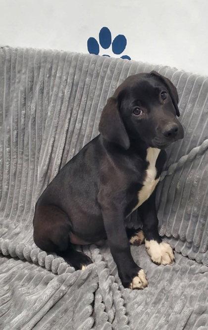 Maple (7102), Adopted, Puppy Male Mixed Breed.
