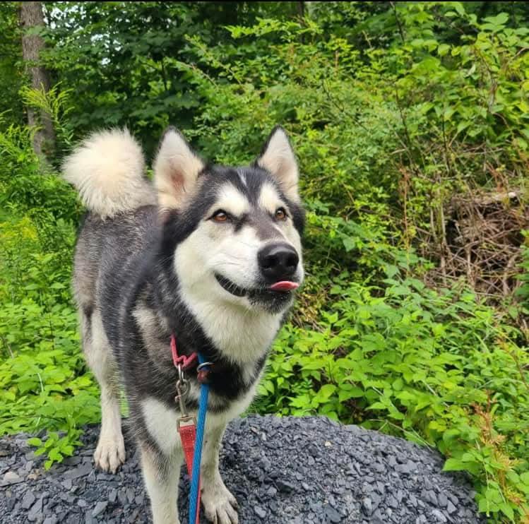 Blair Bear, a Adoptable Alaskan Malamute in St. James, MO image 1/3
