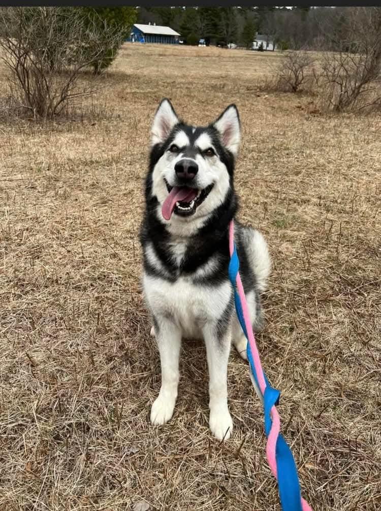 Blair Bear, Adoptable, Young Female Alaskan Malamute.