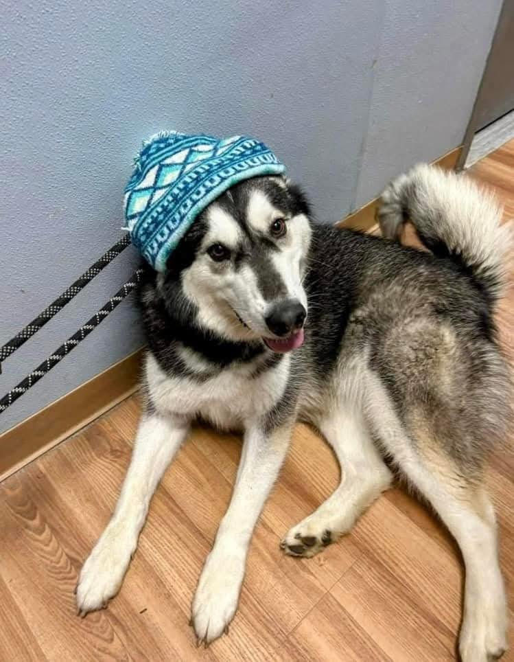 Blair Bear, a Adoptable Alaskan Malamute in St. James, MO image 3/3