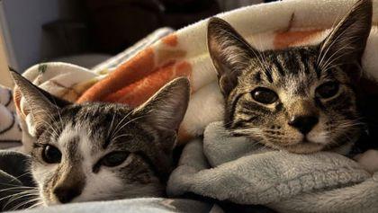 Abi Clarkson, Adoptable, Young Female Domestic Short Hair & Domestic Short Hair.