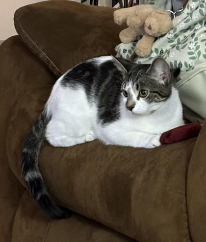 Abi Clarkson - must adopt with Sam, Adoptable, Young Female Domestic Short Hair & Domestic Short Hair.