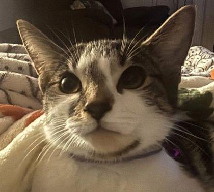 Enlarge Abi Clarkson, a Adoptable Domestic Short Hair in Hudson, MA image 2/3