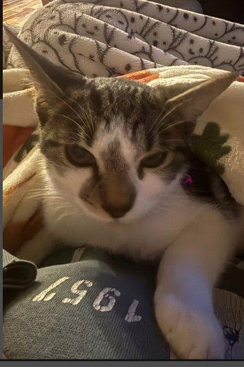 Enlarge Abi Clarkson, a Adoptable Domestic Short Hair in Hudson, MA image 3/3