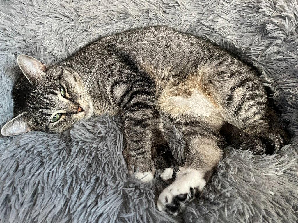 Rose, Adoptable, Adult Female Domestic Short Hair.