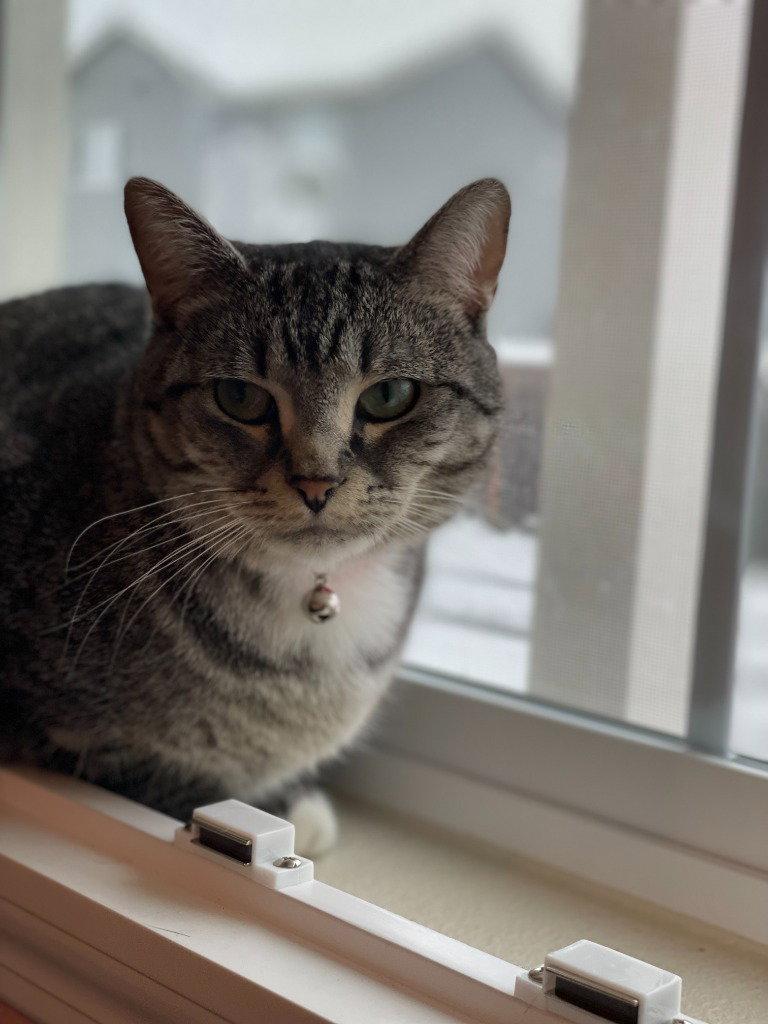 DK - Rose, a Adoptable Domestic Short Hair in Battle Ground, WA image 2/3
