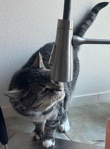 Enlarge Rose, a Adoptable Domestic Short Hair in Battle Ground, WA image 2/3