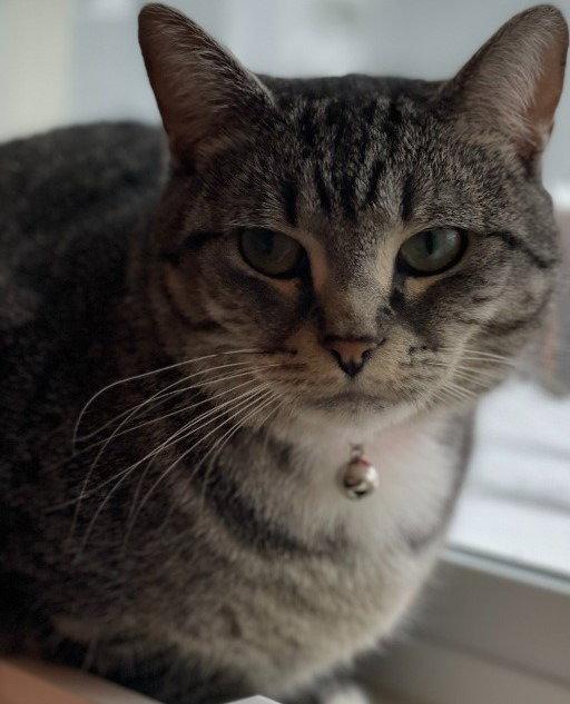 Enlarge Rose, a Adoptable Domestic Short Hair in Battle Ground, WA image 3/3