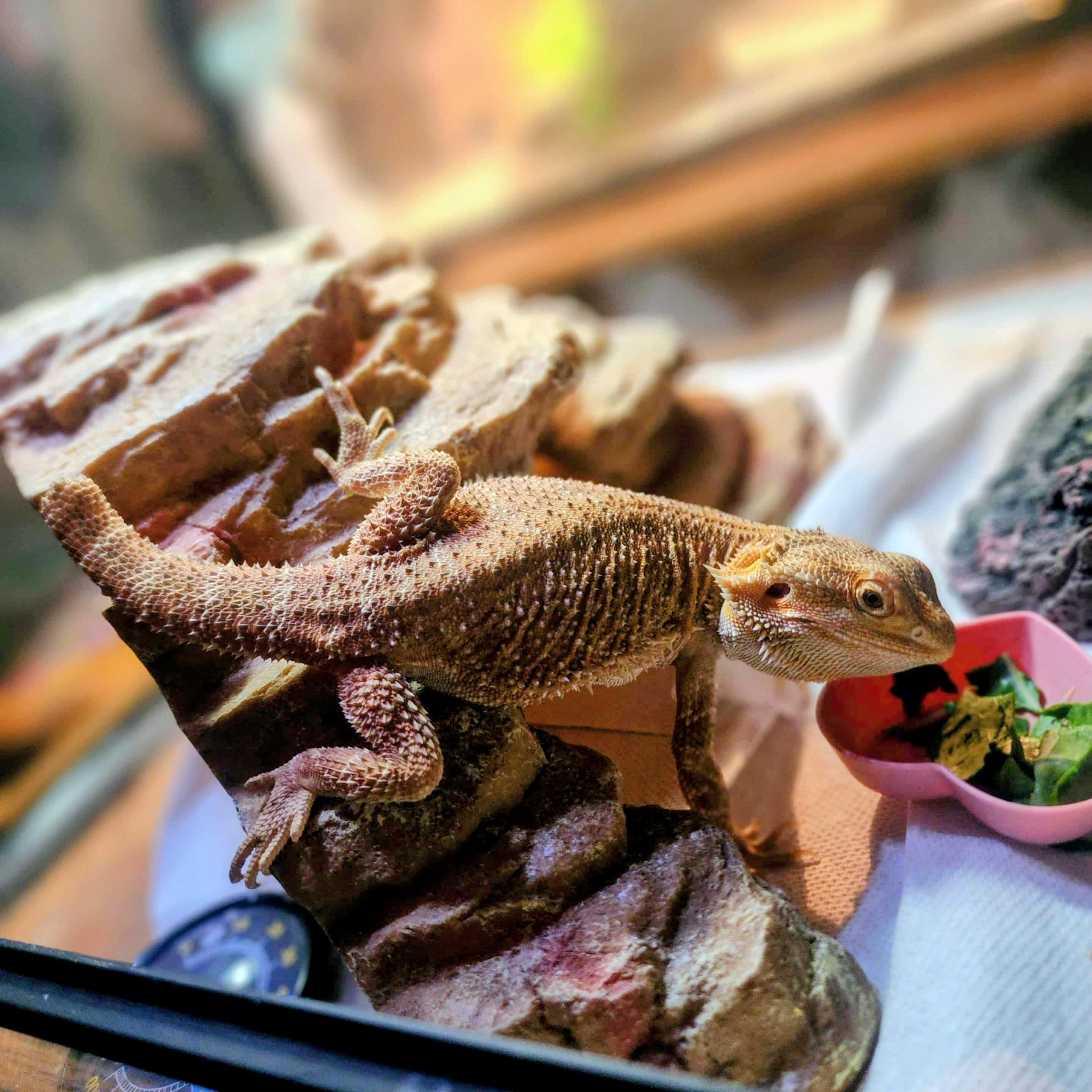 Zara, Adoptable, Baby Female Bearded Dragon.