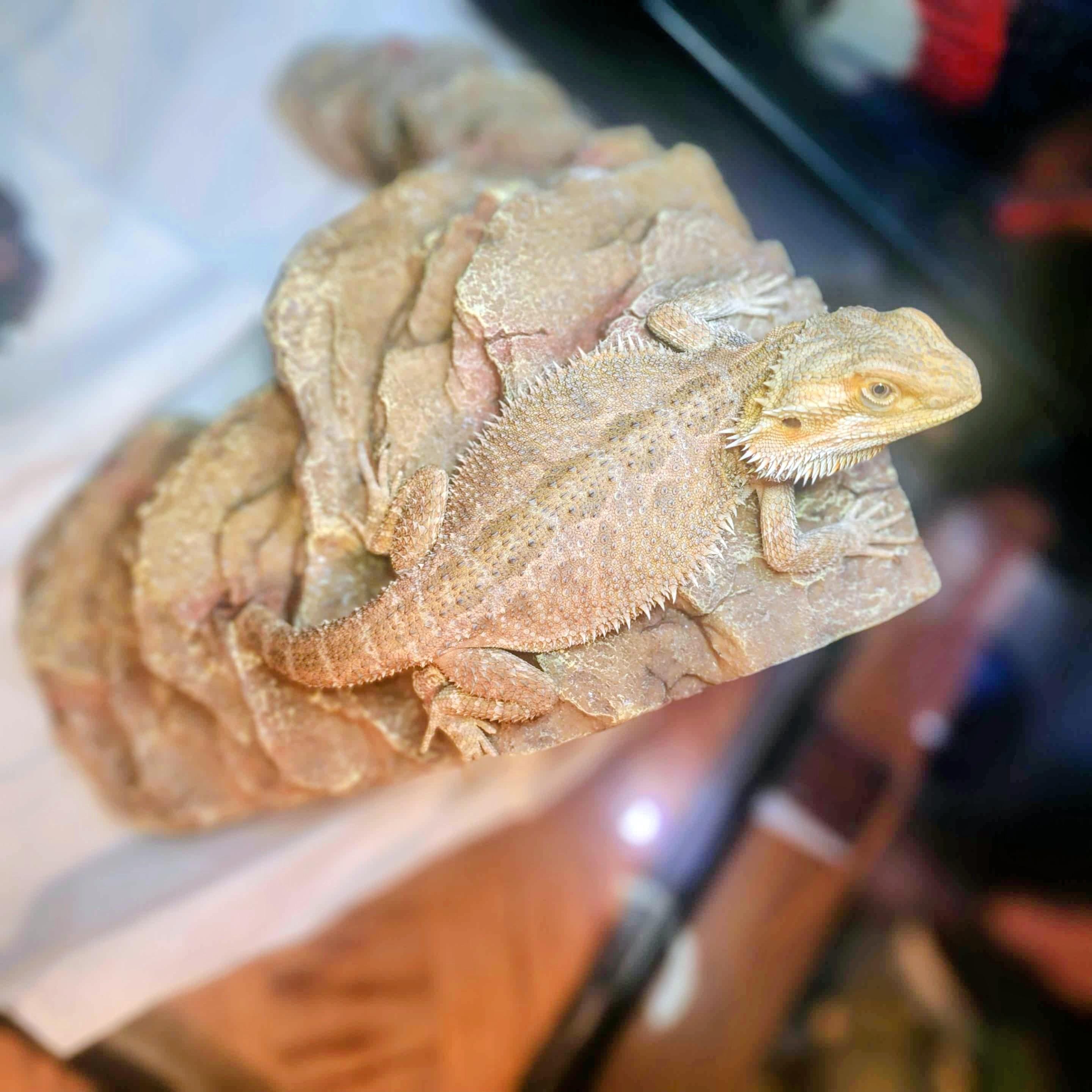 Enlarge Zara, a Adoptable Bearded Dragon in Lincoln, NE image 2/6