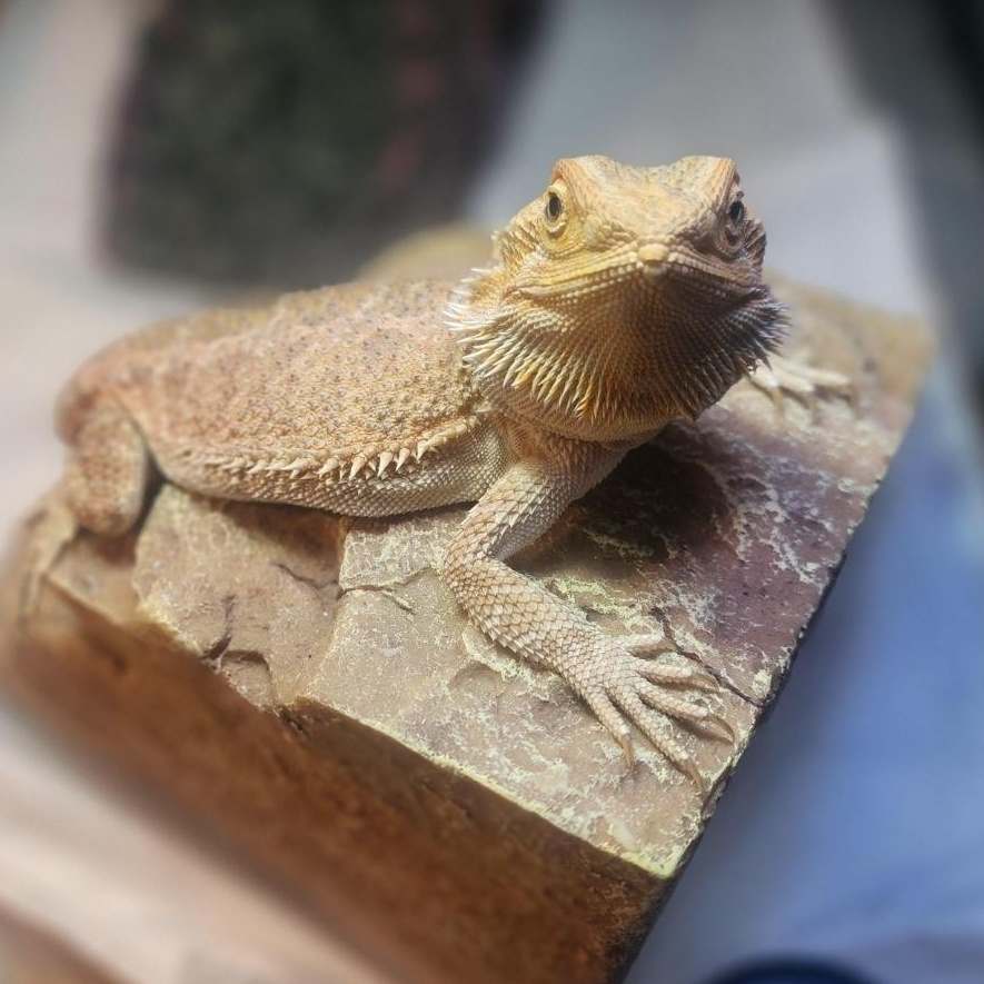 Enlarge Zara, a Adoptable Bearded Dragon in Lincoln, NE image 4/6