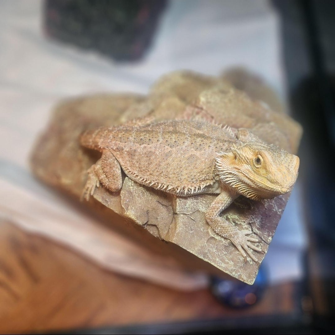 Enlarge Zara, a Adoptable Bearded Dragon in Lincoln, NE image 6/6