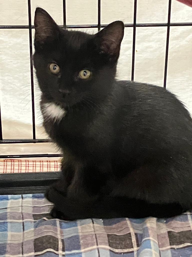 Milo, Adoptable, Kitten Female Domestic Short Hair.