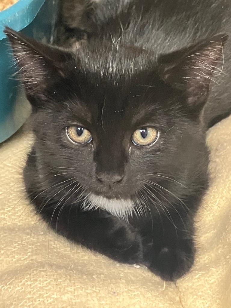 Enlarge Milo, a Adoptable mixed breed in Lunenburg, MA image 2/2