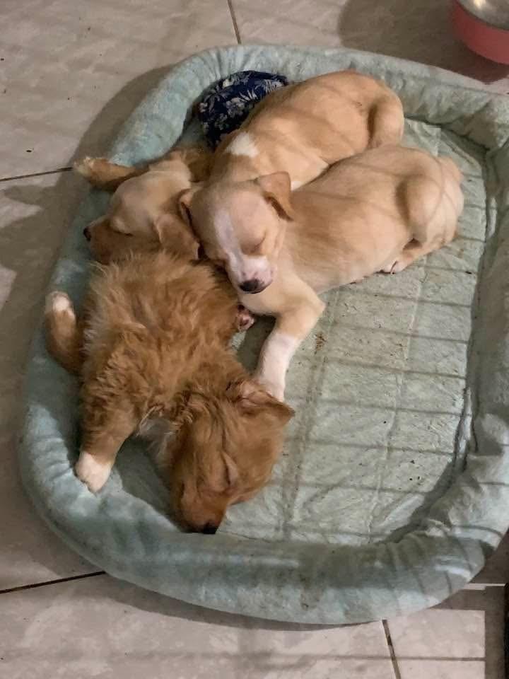 Ruffles, a Adoptable mixed breed in Middletown, CT image 1/6