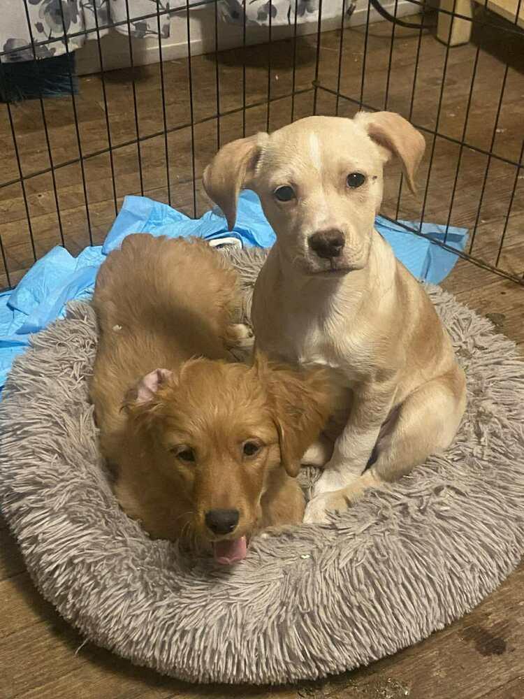 Ruffles, a Adoptable mixed breed in Middletown, CT image 4/6