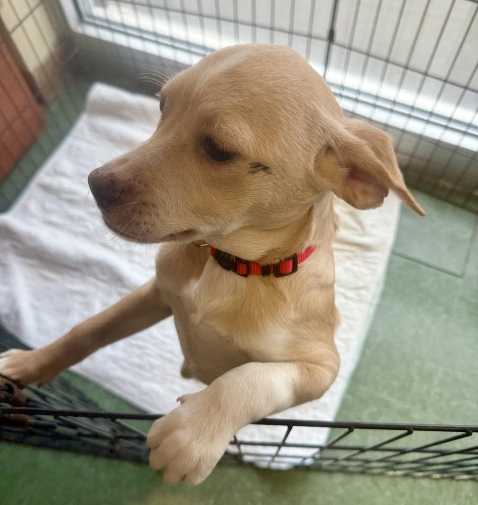 Ruffles, a Adoptable mixed breed in Middletown, CT image 5/6