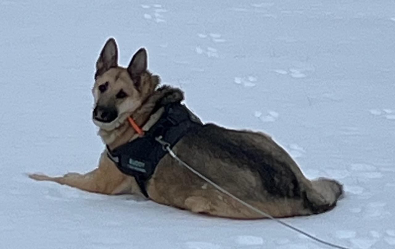 Enlarge Buddy, a ADOPTABLE German Shepherd Dog in Bardstown, KY image 1/2