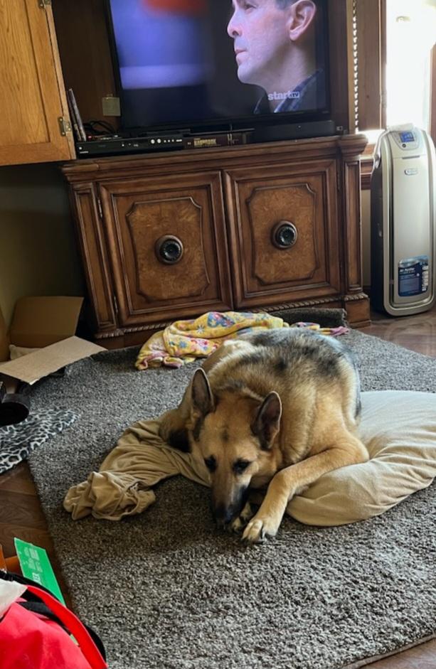Enlarge Buddy, a ADOPTABLE German Shepherd Dog in Bardstown, KY image 2/2
