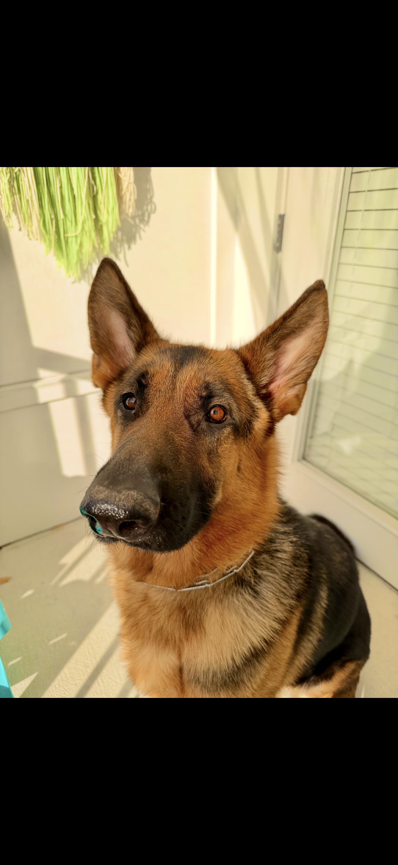 Duke, a Adoptable German Shepherd Dog in Oviedo, FL image 1/5