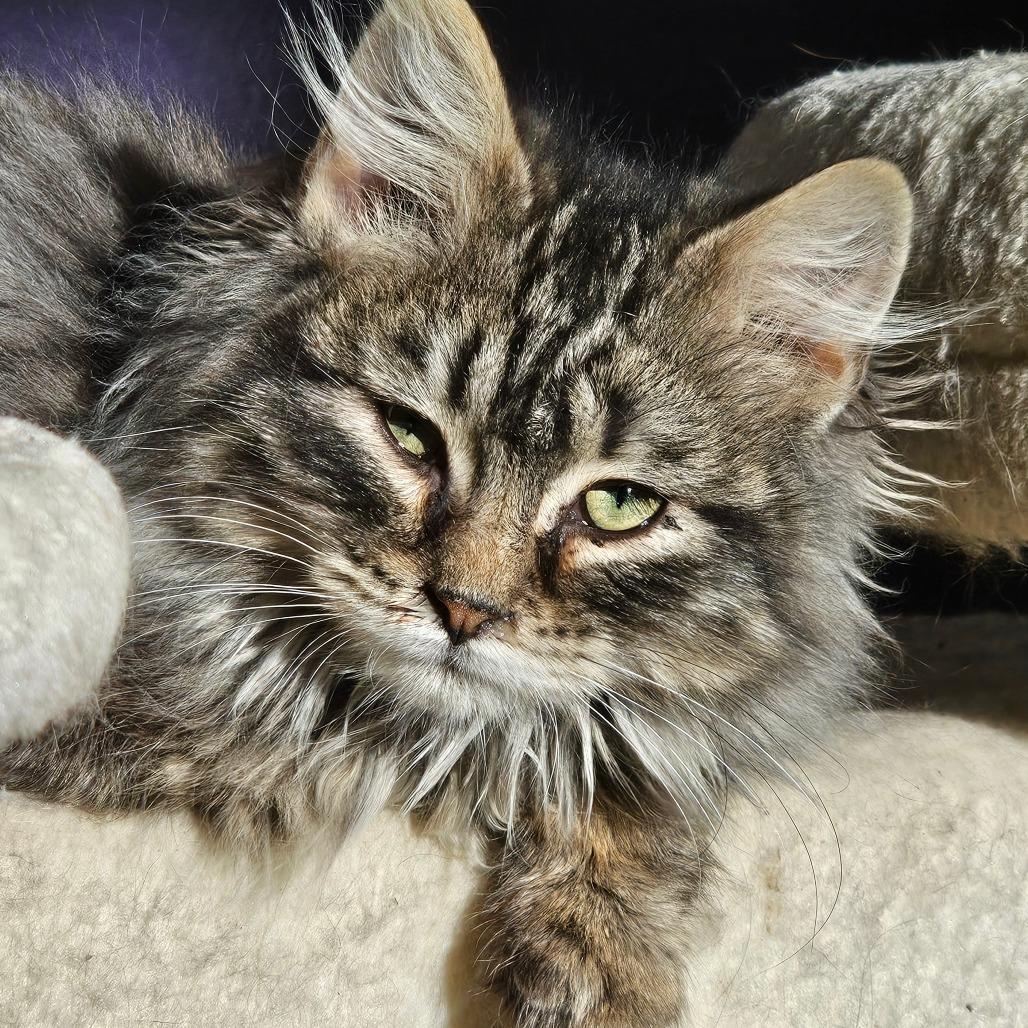 Enlarge Ravioli (Feral), a Adoptable Domestic Long Hair in Grinnell, IA image 1/3
