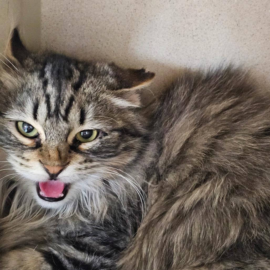 Enlarge Ravioli (Feral), a Adoptable Domestic Long Hair in Grinnell, IA image 2/3