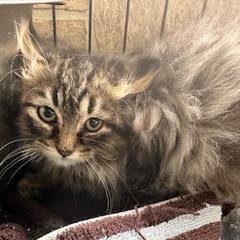 Enlarge Ravioli (Feral), a Adoptable Domestic Long Hair in Grinnell, IA image 3/3