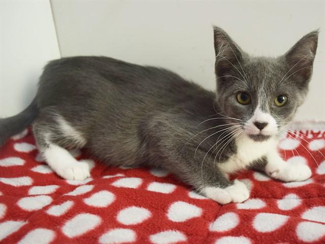 Enlarge NORI, a Adoptable Domestic Short Hair in Sacramento, CA image 1/1