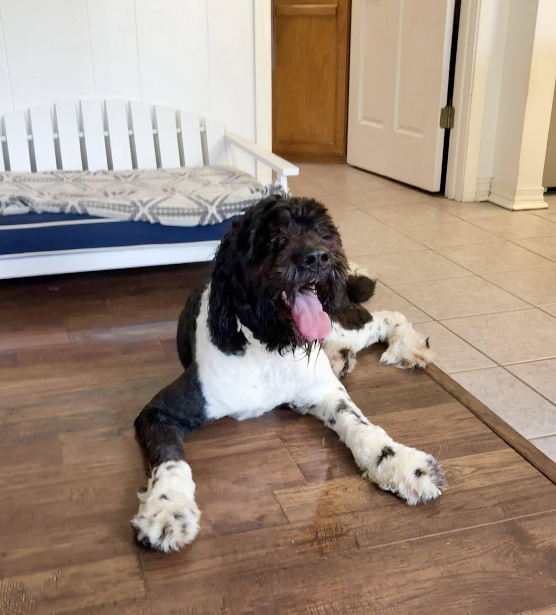 Bentley, ADOPTABLE, Young Male Poodle & Bernese Mountain Dog.