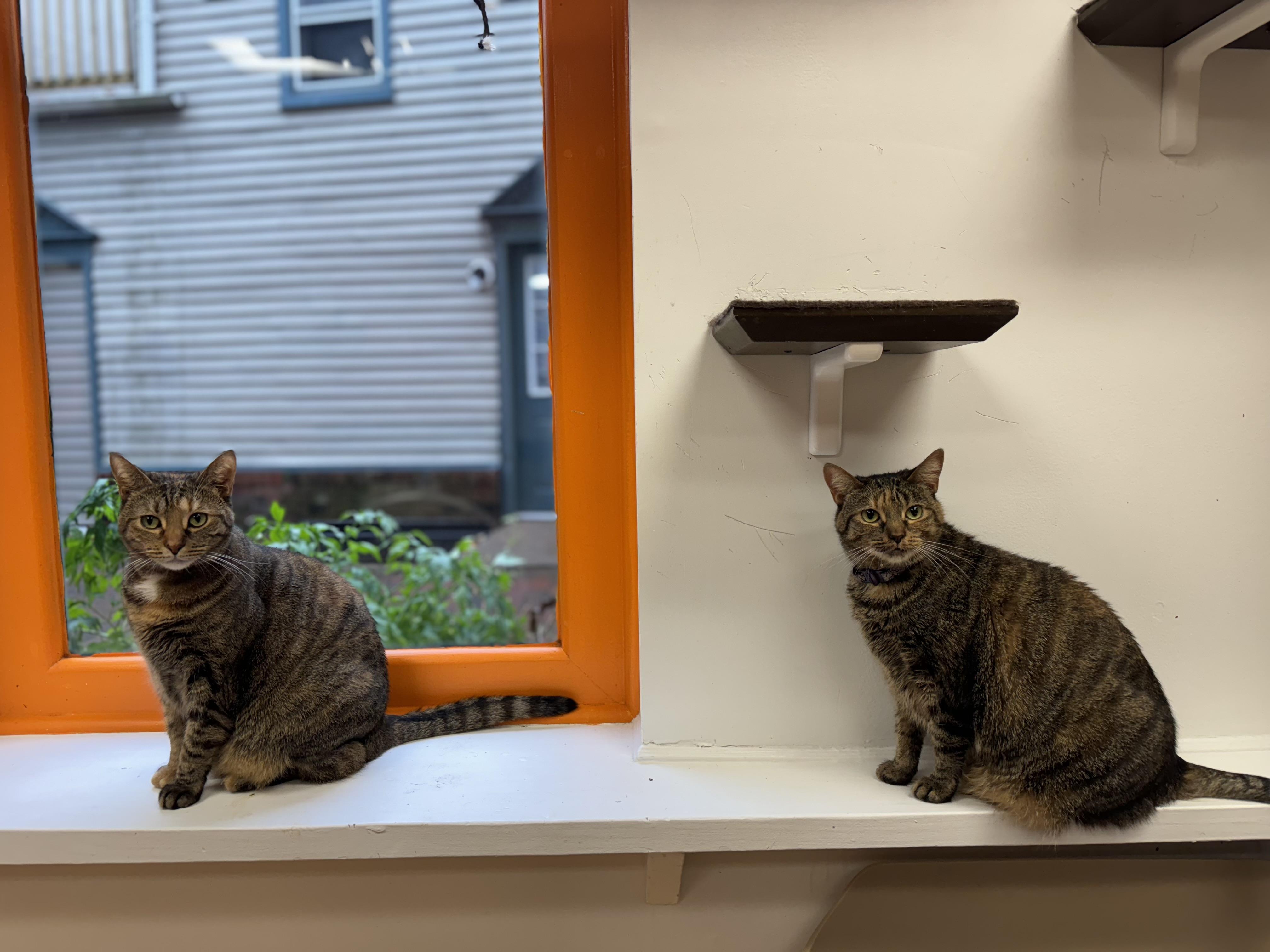 Enlarge Sasha and Tasha, an adoptable mixed breed in North Haven, CT image 2/2