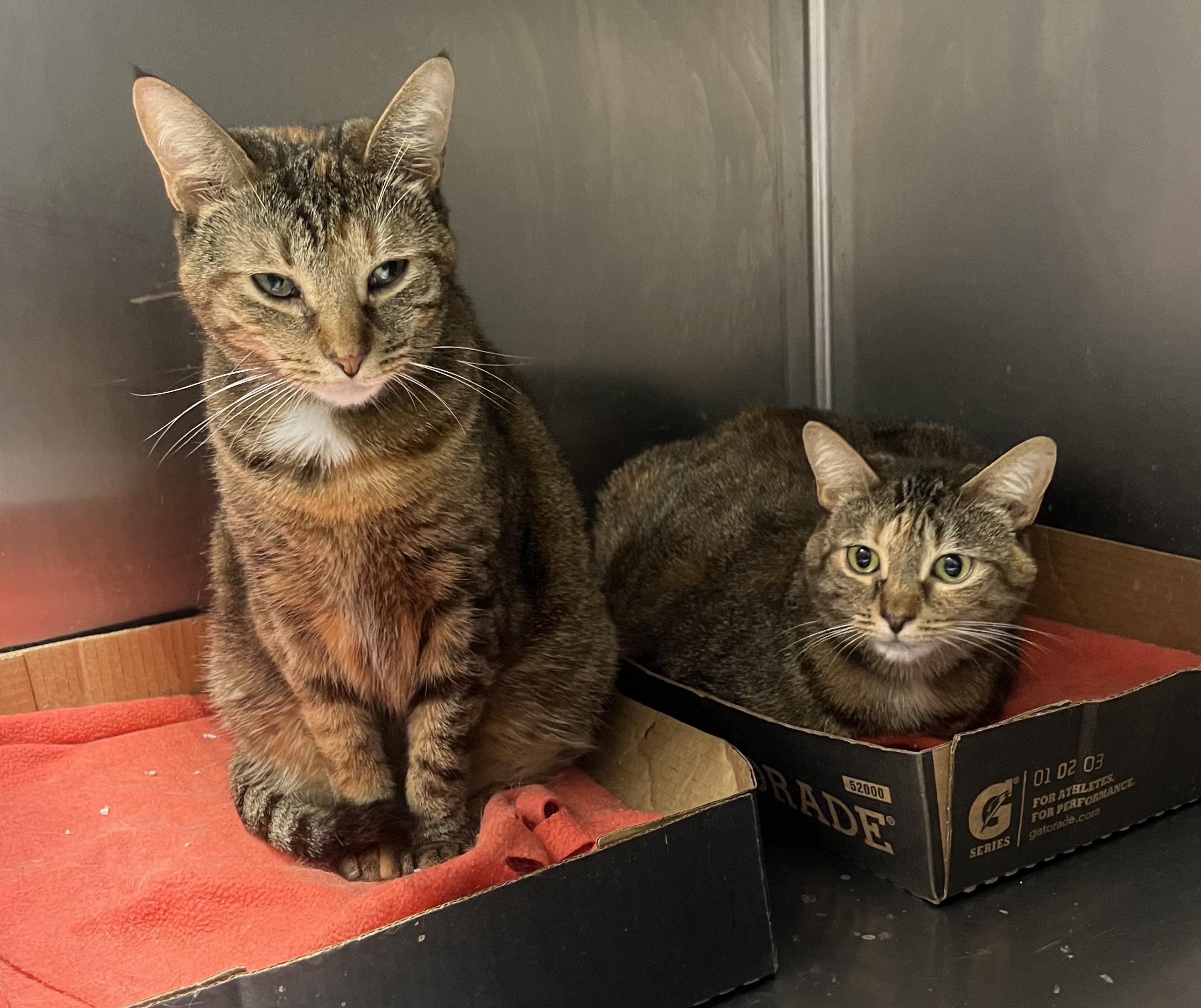 Sasha and Tasha, adoptable, Adult Female Torbie & Domestic Short Hair.