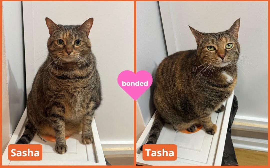 Sasha and Tasha, adoptable, Adult Female Torbie & Domestic Short Hair.