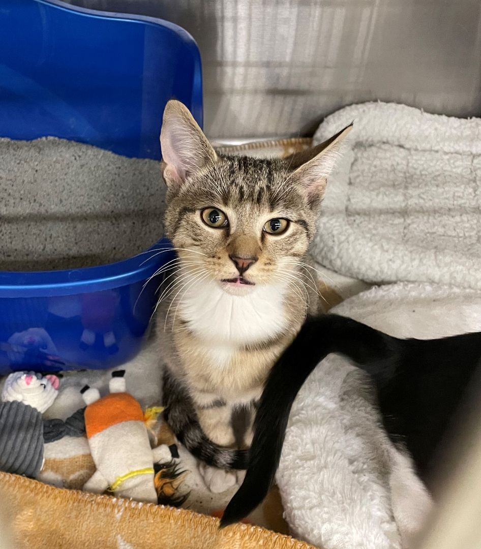 Enlarge Ike, an adoptable Domestic Short Hair in Columbia, SC image 2/2