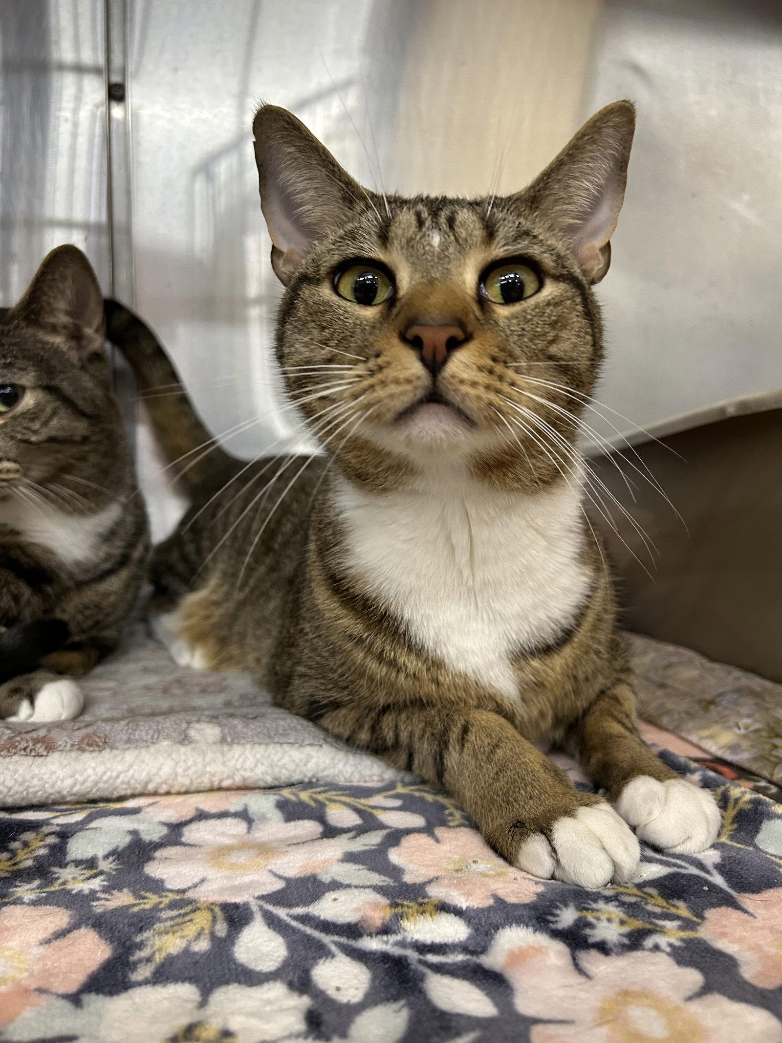 Enlarge Ike, an adoptable Domestic Short Hair in Columbia, SC image 1/3
