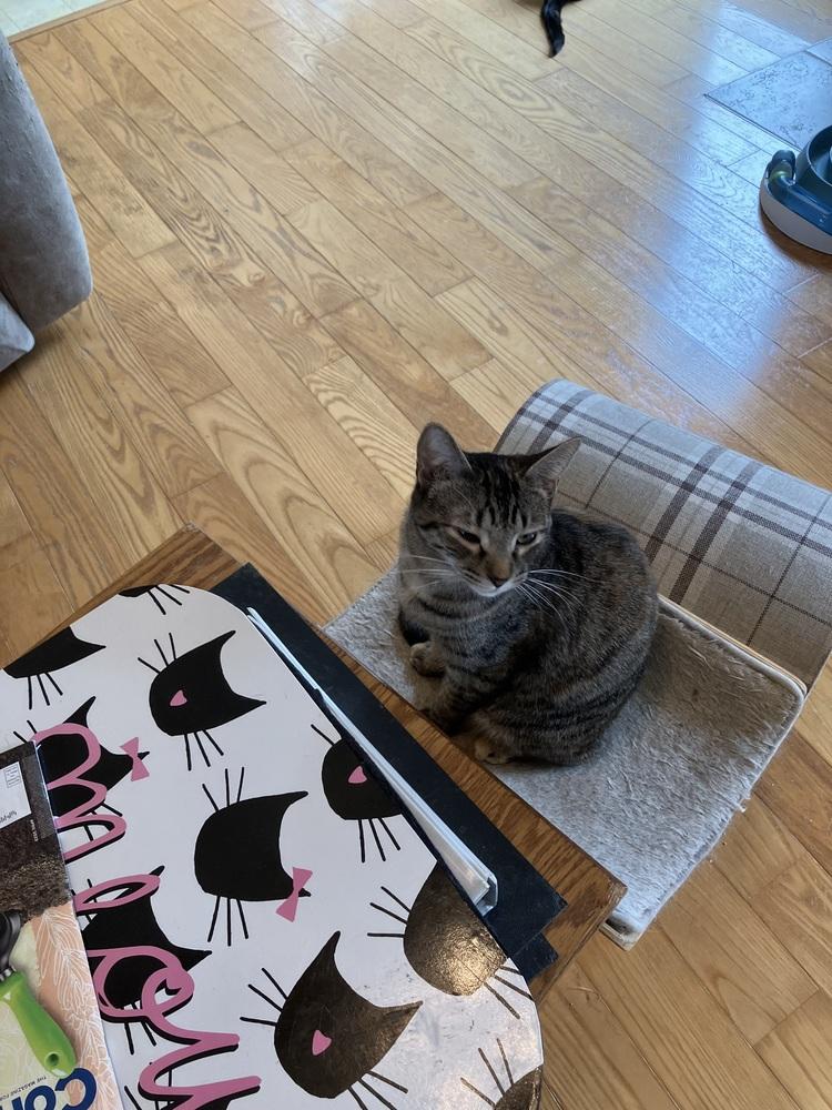 Elsa, Adoptable, Adult Female Domestic Short Hair.